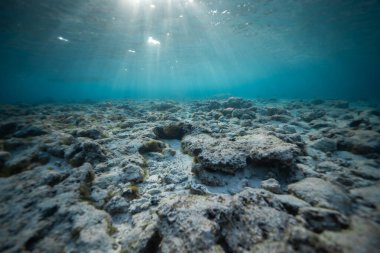 Kızıl Deniz Rocky Dibi Günbatımı Güneş Işıkları. Gün batımında Kızıl Deniz 'in dibinde. Mavi ve güneş ışınları. Sakin atmosfer.