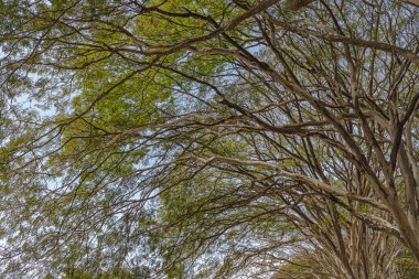 Doğanın güzel manzarası