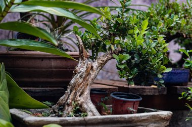 Güzel bir Japon bonsai ağacının yakın plan fotoğrafı.