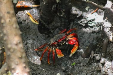 Brezilya 'nın kuzeydoğusunda yer alan Bahia kıyısındaki mangrovlarda kırmızı yengeç..
