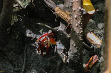 Brezilya 'nın kuzeydoğusunda yer alan Bahia kıyısındaki mangrovlarda kırmızı yengeç..