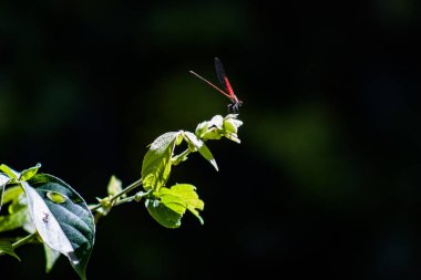 Kırmızı yusufçuk yeşil arka planda bir ağaçta