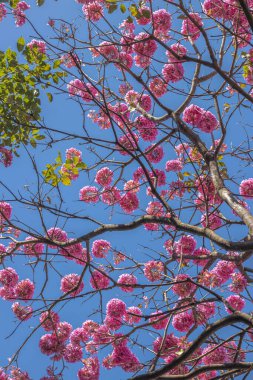 Bahçedeki pembe çiçekler