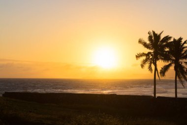 sunrise at the beach with a palm tree in Saquarema, Rio de Janeiro, Brazil. clipart