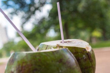 Hindistan cevizi suyu ve bir ağacın arka planında bir bardak..