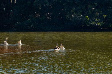 Bir grup ördek nehirde yüzüyor.