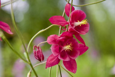 Yabani çiçekler, kızılötesi yapraklar yakın plan. Yüksek kalite fotoğraf.