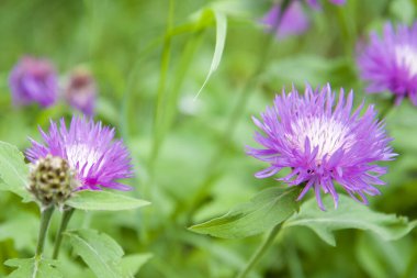 Yabani çiçekler, kızılötesi yapraklar yakın plan. Yüksek kalite fotoğraf.