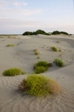 Uçsuz bucaksız bir çöl manzarası, sert koşullara karşı gelişmeyi başaran birkaç dirençli bitkiyle benekli.