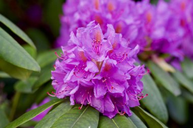 Doğal çiçek infloresanları kapanır. Yüksek kalite fotoğraf.