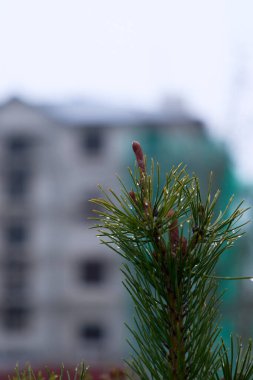 Arka planda bulanık ve yoğun bir inşaat alanı olan keskin odaklı sakin bir çam filizi.