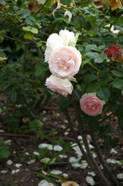 Beyaz bir gül çalısı tepeden aşağı bir görünüm, hassas yapraklar kısmen yere düşmüş, yemyeşil ile yumuşak bir kontrast oluşturur. Güller çiçek açmış ve yapraklar dökülmüş.