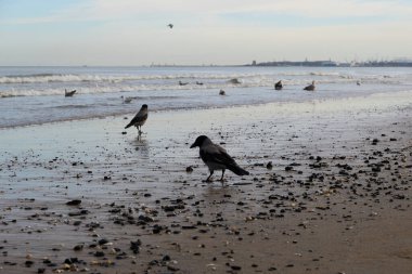 Bir çift karga sahilde durur, su kenarındaki kumu tararken, martılar yakındaki dalgalarda sakince yüzerler. Yumuşak dalgalar ve berrak gün ışığı huzurlu bir atmosfer yaratıyor.