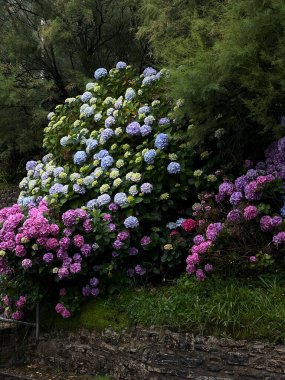 Huzurlu bir bahçe ortamında, canlı ve renkli ortancaların yanı sıra açelyaların da bulunduğu yemyeşil bir ekran vardır.