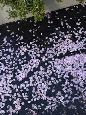 Koyu bir yüzeyde narin pembe taç yapraklarının güzel bir kontrastı huzurlu ve huzurlu bir ortam yaratıyor.