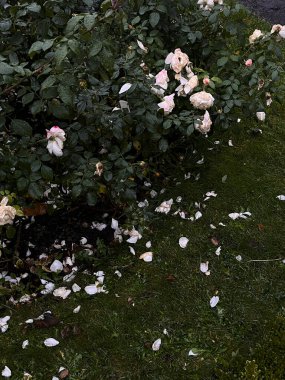 Sergilenen sakin bir sahne Güzel beyaz güller Zarif bir şekilde düzenlenmiş yapraklar ile yemyeşil çimenler üzerinde