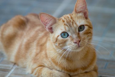 Sokaktaki kedi