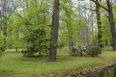 Yüksek ağaçlar, taze yeşil yapraklar, pembe rhododendron çiçekleri ve küçük bir deresi olan sakin bir bahar parkı manzarası. Doğal ortamda sakin doğa, açık hava rahatlığı ve manzaralı güzellik.