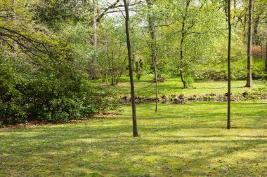 Güneşli bir günde yemyeşil ağaçlar ve çalılarla dolu huzurlu orman manzarası çimenlerin üzerinde yumuşak gölgeler ve arka planda akan huzurlu bir dere.