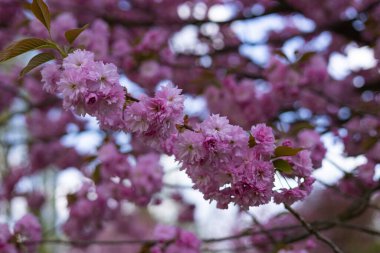 Bahar bahçesinde canlı pembe kiraz çiçekleriyle çiçek açan güzel sakura ağacı dalı, çiçeklerin yumuşak bulanık arka planı ve mavi gökyüzü.