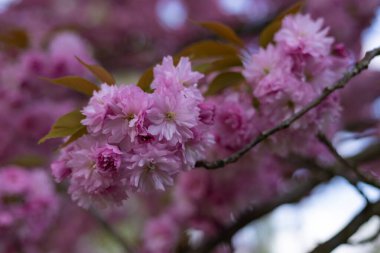 Bahar mevsiminde çiçek açan narin pembe kiraz çiçeklerinin yakın plan fotoğrafları. Çiçek arkaplanı bulanık. Doğal güzellik ve yenilenme