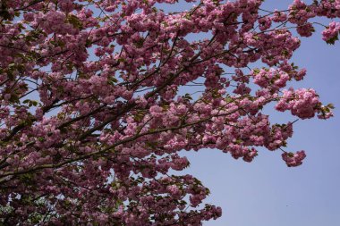 Açık mavi gökyüzüne karşı canlı pembe çiçeklerle çiçek açan kiraz ağaçları baharın güzelliğini, doğanın yenilenmesini ve parkta güneşli bir günün sakin atmosferini yakalıyor.