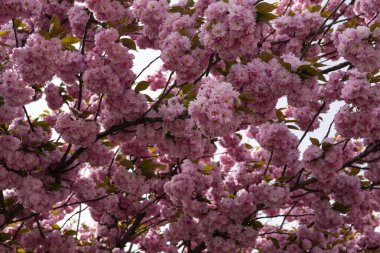 İlkbaharda ağaç dallarında çiçek açan yemyeşil kiraz çiçeklerinin yakın çekim görüntüsü canlı bir doğal tepe örtüsü oluşturur. Yenilenme, mevsimsel güzellik ve doğayla bağlantı