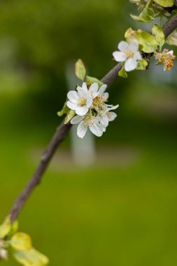 Macro shot of pristine white apple tree blossoms on a slender branch set against a lush green blurred background in spring. Symbol of renewal, fresh growth, gardening and the beauty of seasonal nature clipart