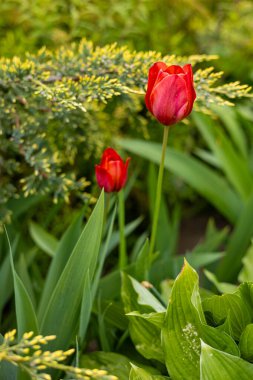 Vibrant red tulips blooming among lush green leaves and decorative juniper branches in a sunlit spring garden, showcasing the harmony of bright flowers and textured foliage on a warm, tranquil day clipart