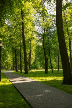 Güneşli bir günde yüksek ağaçlarla çevrili yemyeşil bir parkta Paved yürüyüş yolu. Huzur, açık hava eğlencesi ve sakin, gölgeli bir orman ortamında doğanın güzelliği.
