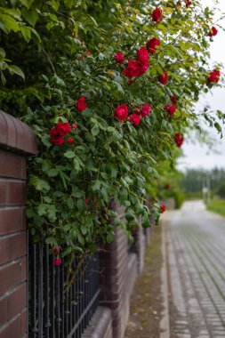 Sessiz bir banliyö sokağında, tuğla bir çit boyunca tırmanan güzel kırmızı güller büyüleyici ve romantik bir atmosfer yaratıyor. Bahçe güzelliği, çiçek zarafeti ve huzurlu şehir hayatı.