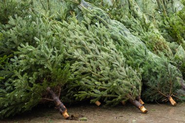 Taze hasat edilmiş Noel ağaçları, tüllerle paketlenmiş ve sıraya dizilmiş, şenlikli bir bayram pazarında satılmaya hazır. Geleneksel Noel dekorasyonu ve kış kutlamaları için mevsimsel hazırlık