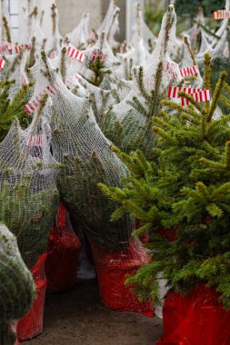 Koruyucu ağlara sarılı saksılar ve kırmızı çömleklere yerleştirilmiş Noel ağaçları, bayram pazarında satılmaya hazır. Tatil dekorasyonu, çevre dostu ağaç yetiştiriciliği ve kış mevsimlik gelenekler.