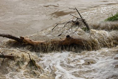 Şiddetli yağış sonrası şiş bir nehirde güçlü bir su akıntısı tarafından sürüklenen tahıl ve enkaz. Doğal afet, su dinamiği ve çevresel etki
