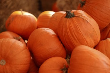 Parlak turuncu balkabaklarının yakın plan çekimi, sıcak güneş ışığı, desenler ve sonbahar hasat atmosferi ile bir araya geldi. Sonbahar çiftçiliği, mevsimlik gıda ve bayram süslemeleri kavramı