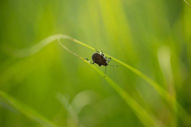 Close-up of a bug resting on a thin blade of grass in a lush green field on a bright summer day. Concept of wildlife, small creatures in nature, and delicate ecosystem balance