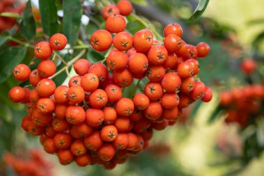 Güneşli bir günde ağaçtan sarkan canlı kırmızı kızılyaban mersinlerinin yakın çekimi. Doğanın güzelliği, mevsimsel hasat ve sonbahar meyvelerinin bolluğu kavramı.