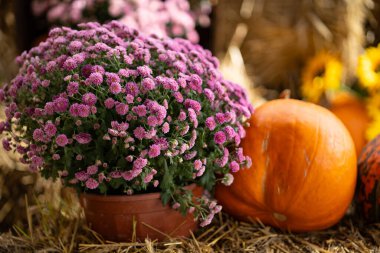 Güneşli bir sonbahar gününde saman balyasında turuncu bir balkabağının yanındaki tencerede parlak pembe kasımpatılar. Mevsimlik dekorasyon, güz hasadı ve açık hava şenliği kavramı.