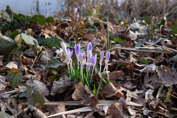 Purple crocus flowers emerging through dried leaves in early spring forest. Concept of nature awakening, seasonal change, and delicate beauty of wildflowers in a natural environment