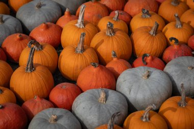 Close-up of a variety of pumpkins in orange, red and gray tones displayed outdoors during a sunny fall day. Concept of autumn harvest, seasonal decoration, and vibrant natural produce clipart