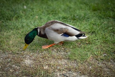 Male mallard duck with vibrant green head and colorful plumage foraging on grass in a park on a clear day. Concept of wildlife, nature, and animal behavior in outdoor settings clipart