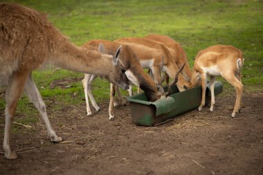 Group of antelopes and guanaco feeding together from a trough in a green pasture on a cloudy day. Concept of wildlife, animal behavior, and nature conservation in outdoor environments clipart