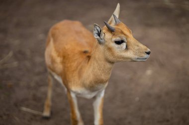 Close-up of young roe deer in natural habitat, looking to the side. Concept of wildlife, nature photography, and forest animals in their natural environment clipart