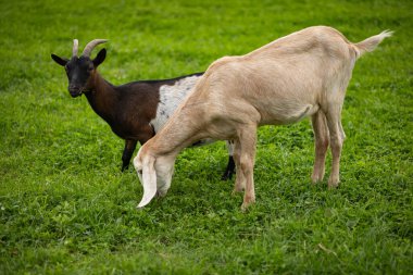 Two goats grazing on a lush green field on a peaceful day. Concept of farm life, rural animals, and sustainable agriculture in the countryside clipart