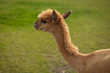 Yeşil çimlerin üzerinde duran kahverengi bir alpaka profili sakin bir günde bir çiftlikte yakın plan çekilmiş. Doğa kavramı, alpaka tarımı ve çevre dostu yün üretimi