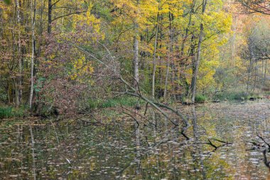 Sonbahar orman sahnesinde kunduzlar tarafından kesilen bir ağaç kısmen sakin bir göle gömülüp renkli yapraklarla çevrili. Vahşi yaşam aktivitesi, doğal yaşam alanı ve sakin sonbahar manzarası