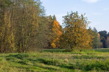 Güneşli bir günde doğal bir parkta çimenli bir çayır ve renkli ağaçlarla sonbahar manzarası. Mevsimsel değişim, sükunet ve doğanın güzelliği.