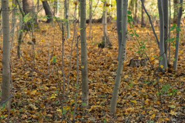 Sakin bir sonbahar ormanı sahnesi, sakin bir günde altın yapraklardan oluşan bir halıdan yükselen ince ağaç gövdeleri. Mevsimsel değişim, doğal güzellik ve huzurlu orman atmosferi.