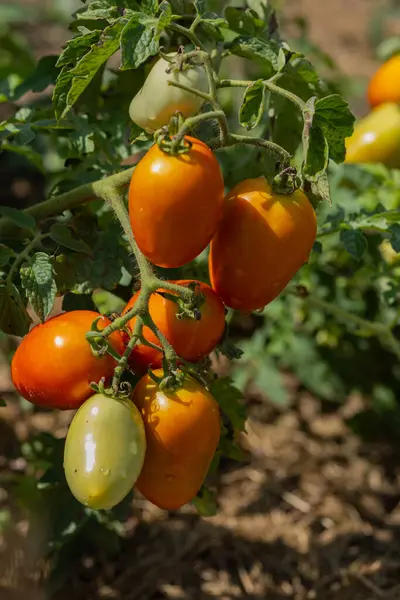 Güneşli bir bahçede, olgunlaşmamış domatesler asmanın üzerinde. Organik tarım, ev yapımı sebzeler ve doğal hasat kavramı