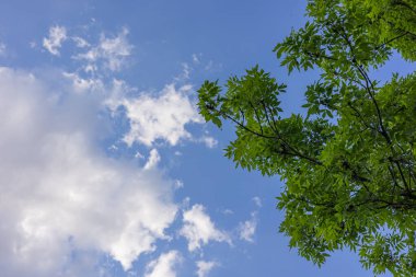 Parlak yaprakları olan yeşil ağaç dalları güneşli bir günde bulutlu açık mavi bir gökyüzüne karşı. Doğa kavramı, büyüme ve barışçıl açık hava ortamı